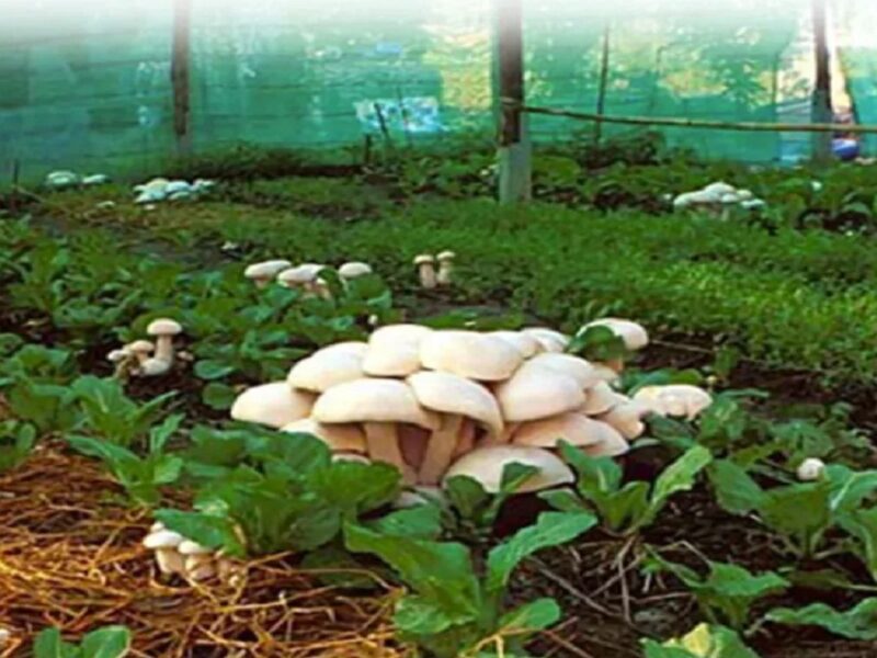 Mushroom farming