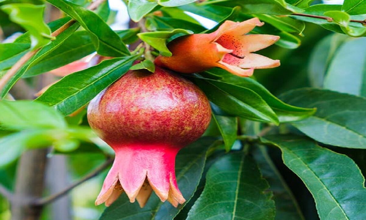 Pomegranate uses for health
