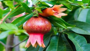 Pomegranate uses for health