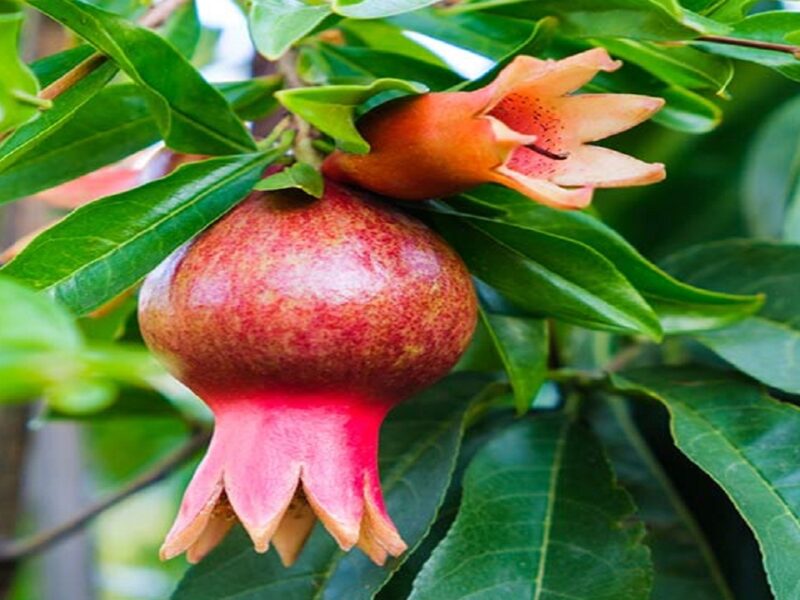 Pomegranate uses for health