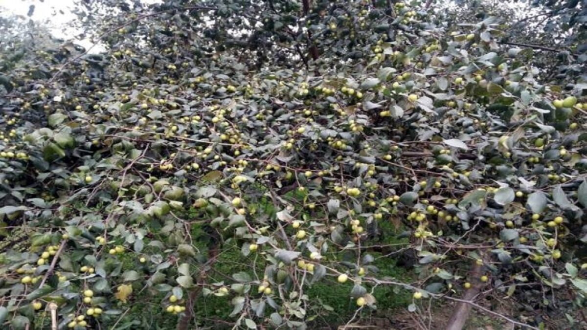 Rajasthani Fruit Plum