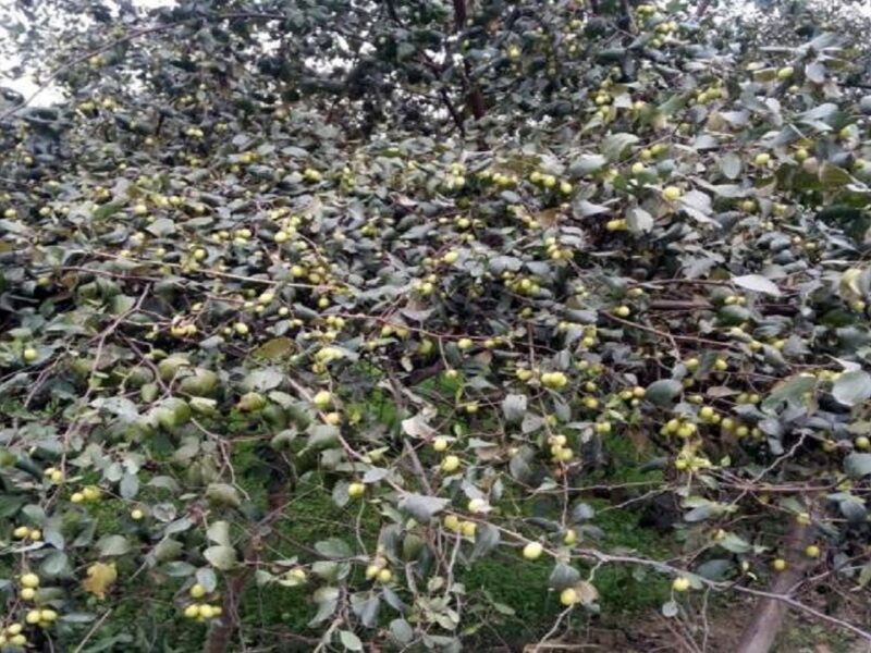 Rajasthani Fruit Plum