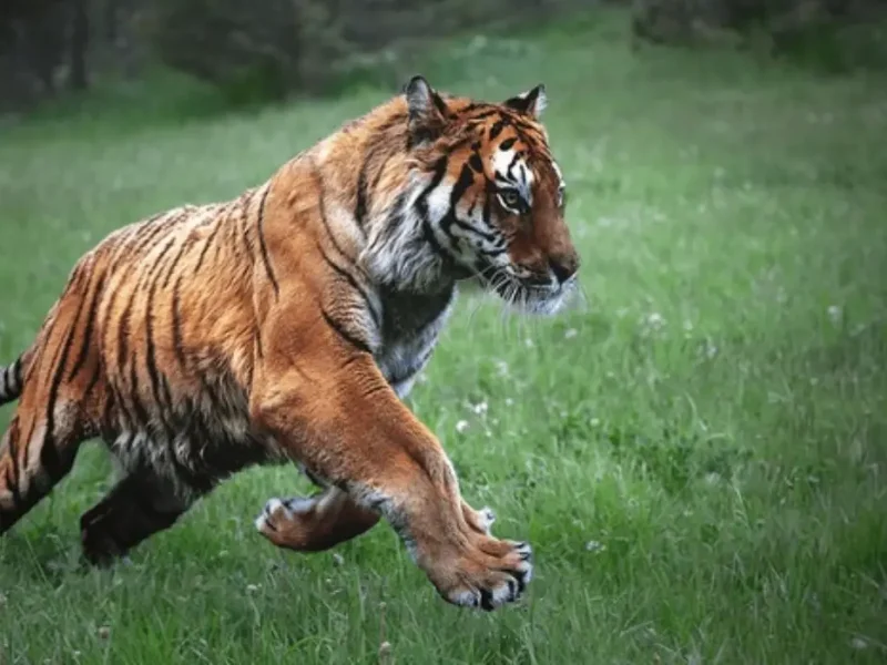 Royal Bengal tiger