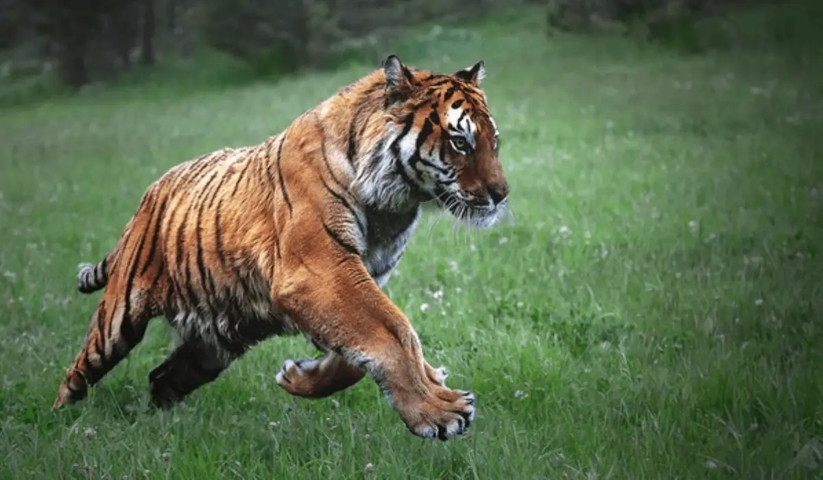 Royal Bengal tiger
