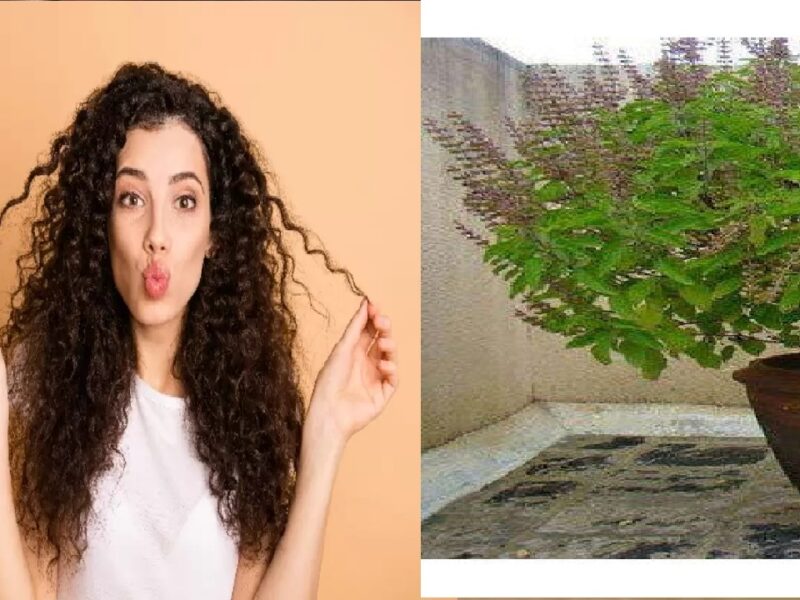 Tulsi For Hair Care