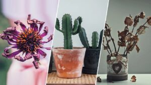 Vastu shastr in hindi