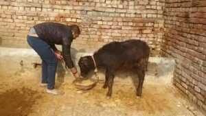 buffalo and cow milk