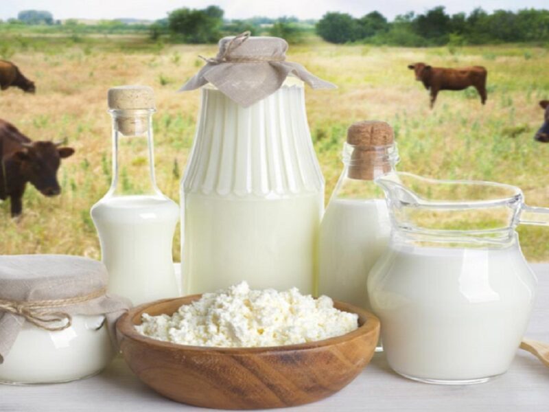 buffalo and cow milk