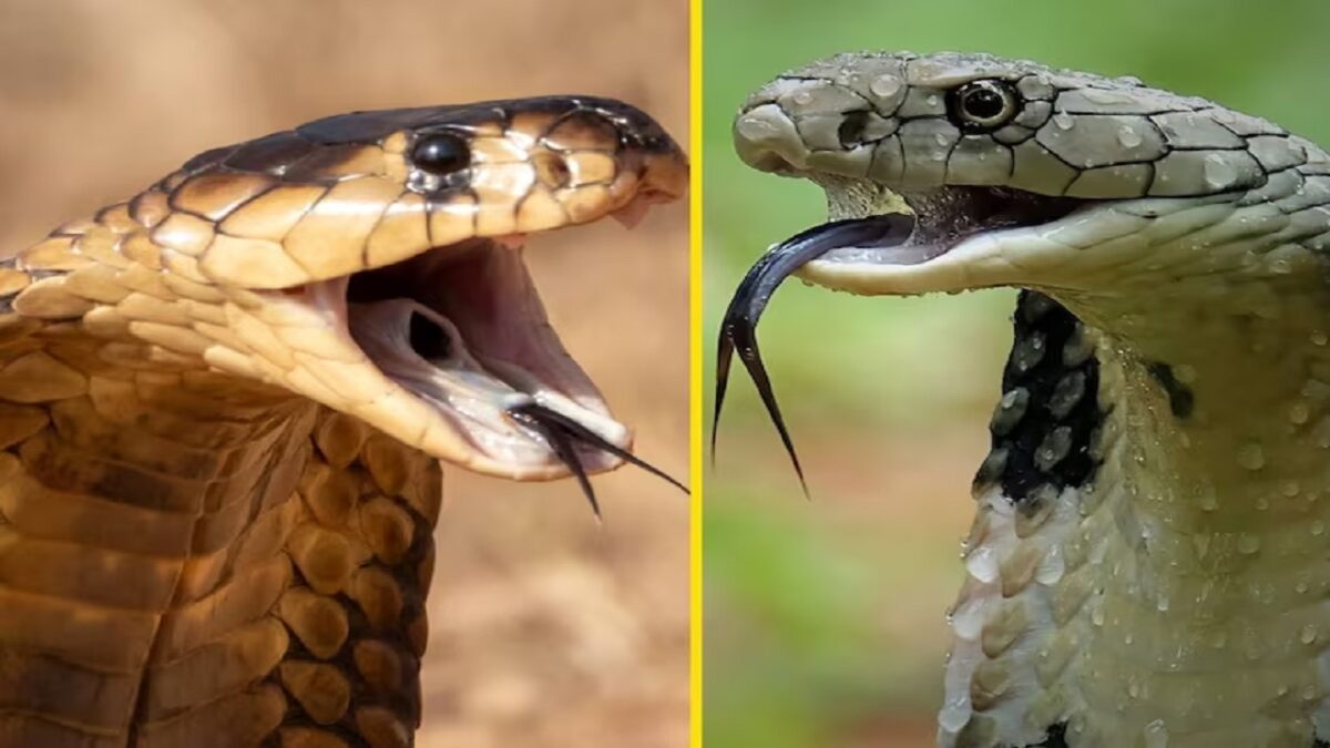 King and Indian Cobra