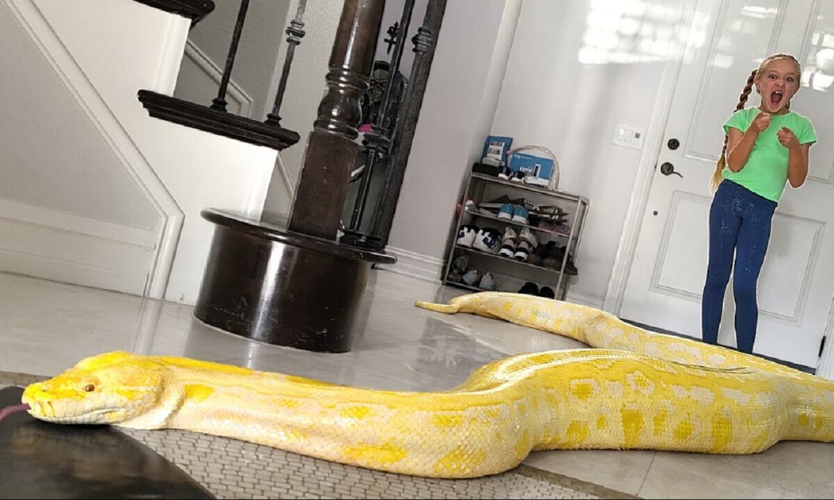 snake in the house