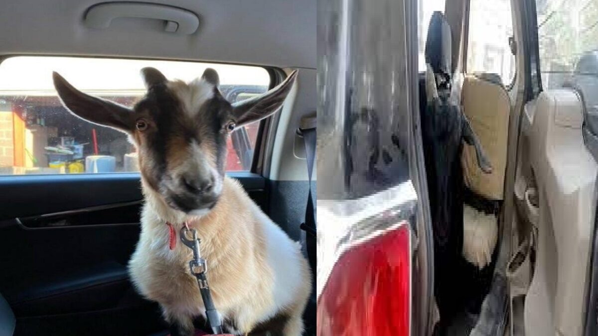 15 goats stolen from the car
