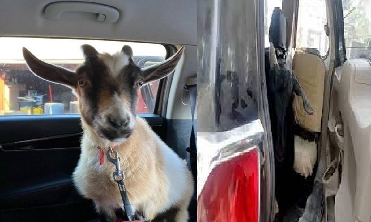 15 goats stolen from the car