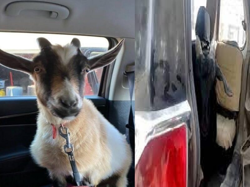 15 goats stolen from the car