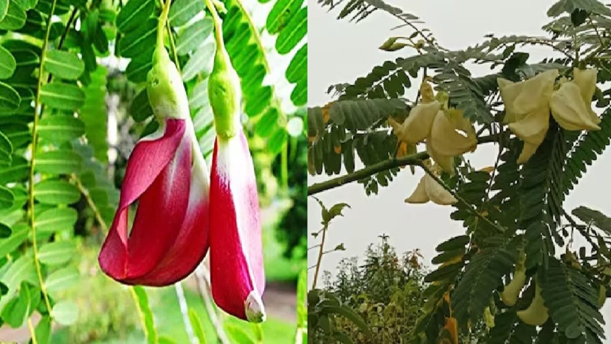 Agati Seed Sesbania Grandiflora Flower