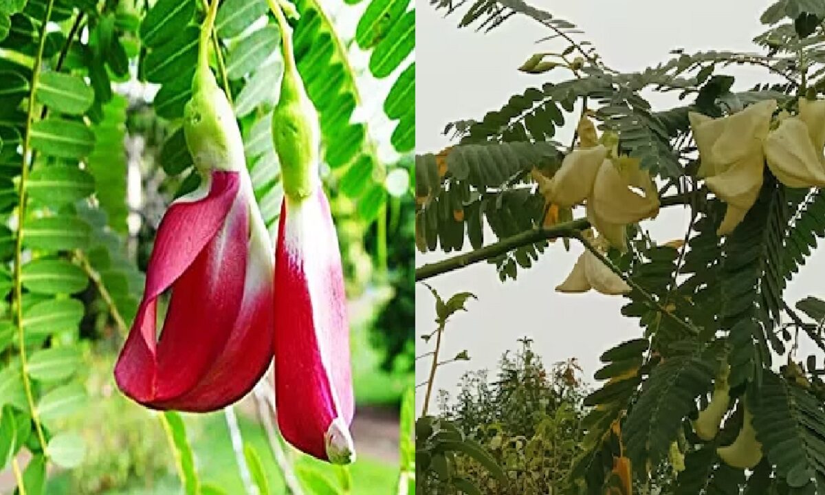 Agati Seed Sesbania Grandiflora Flower