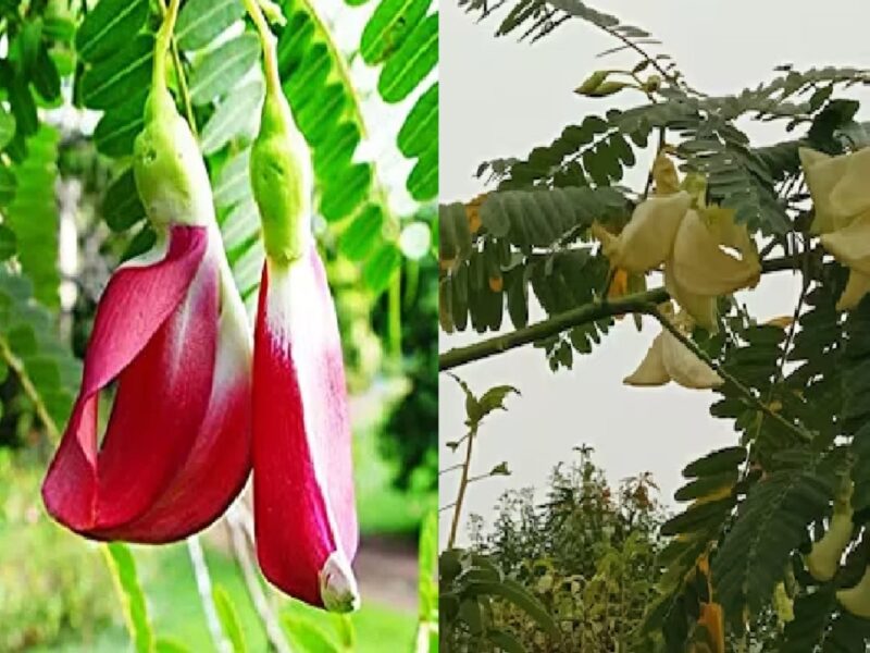 Agati Seed Sesbania Grandiflora Flower