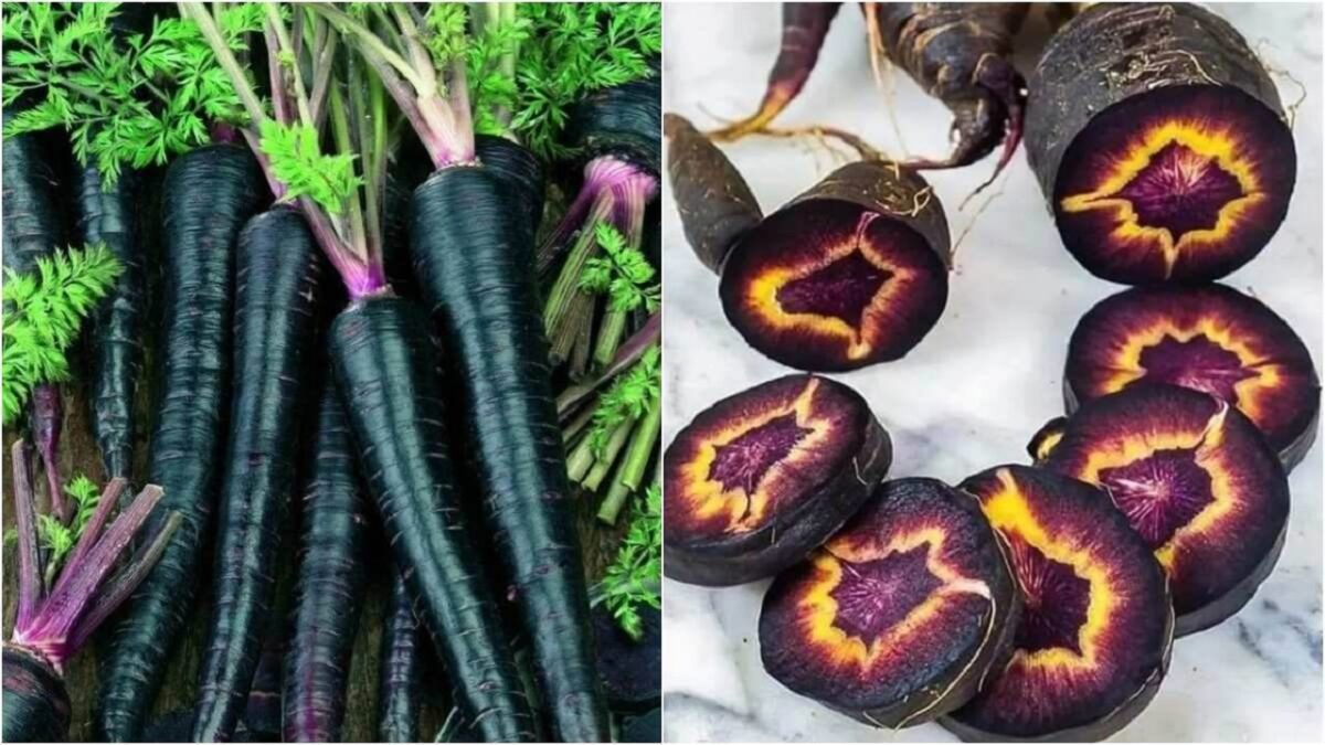 Black Carrot Benefits