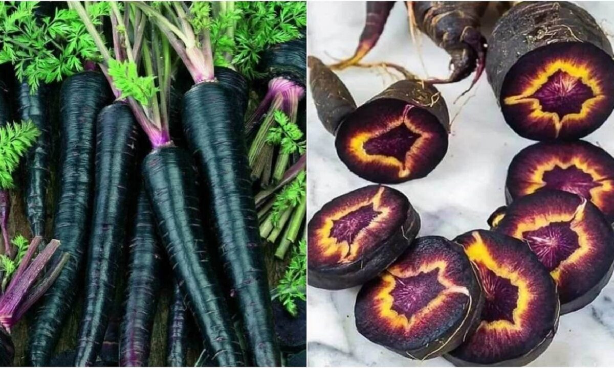 Black Carrot Benefits