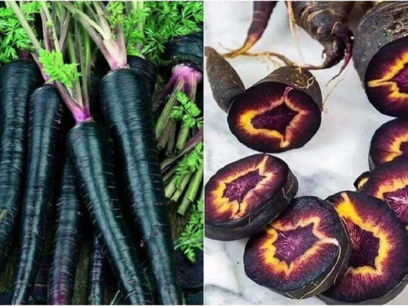 Black Carrot Benefits