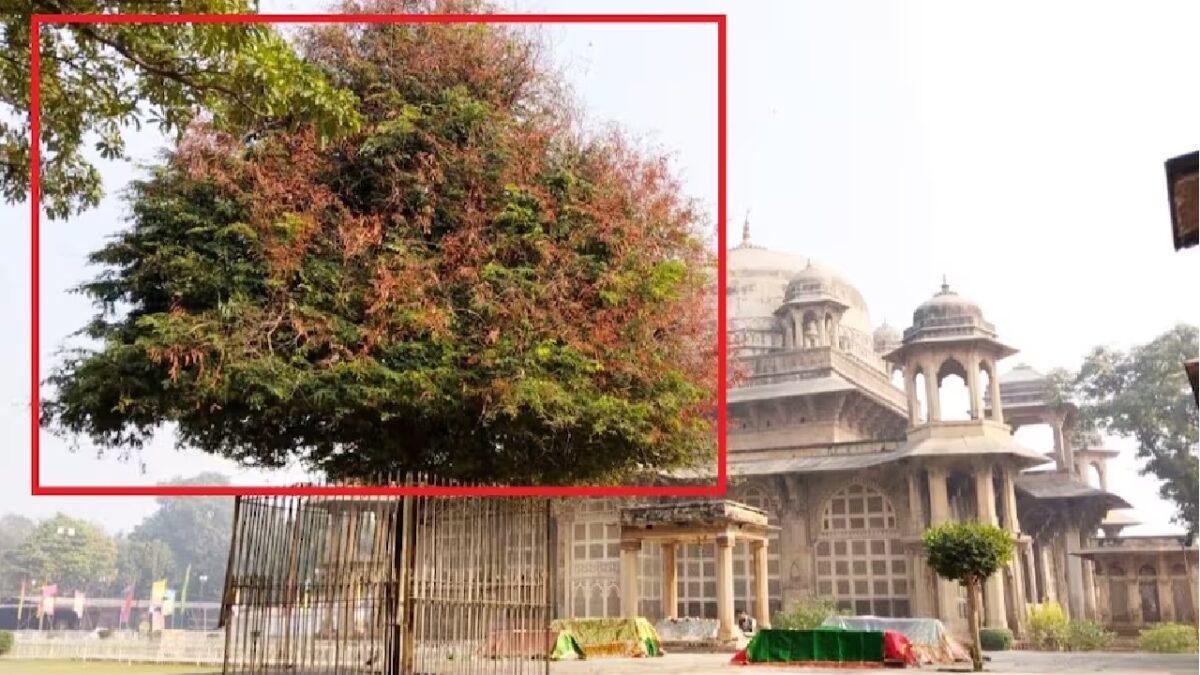 Famous Singers Come To Gwalior To Eat The Leaves Of The Tamarind-Tree Near Tansens Tomb
