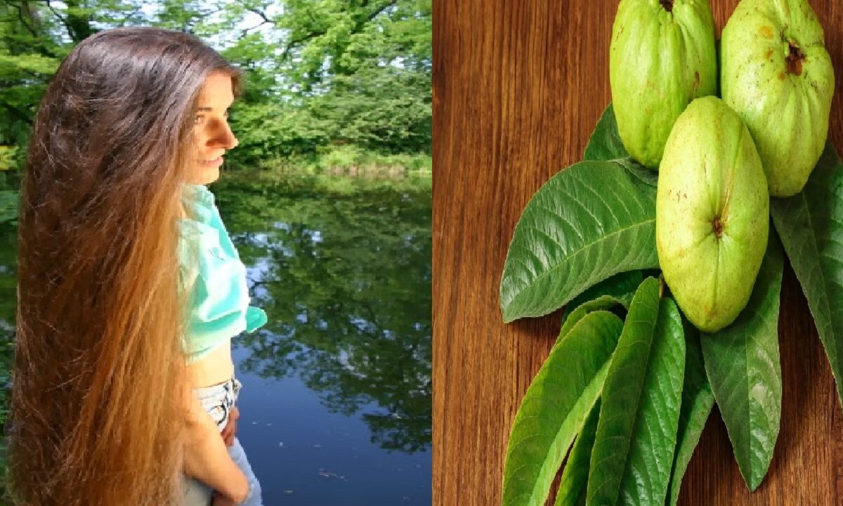 Guava Leaves For Hair