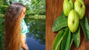 Guava Leaves For Hair