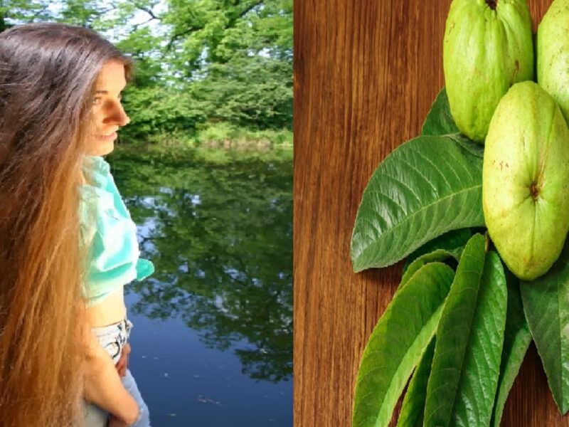 Guava Leaves For Hair