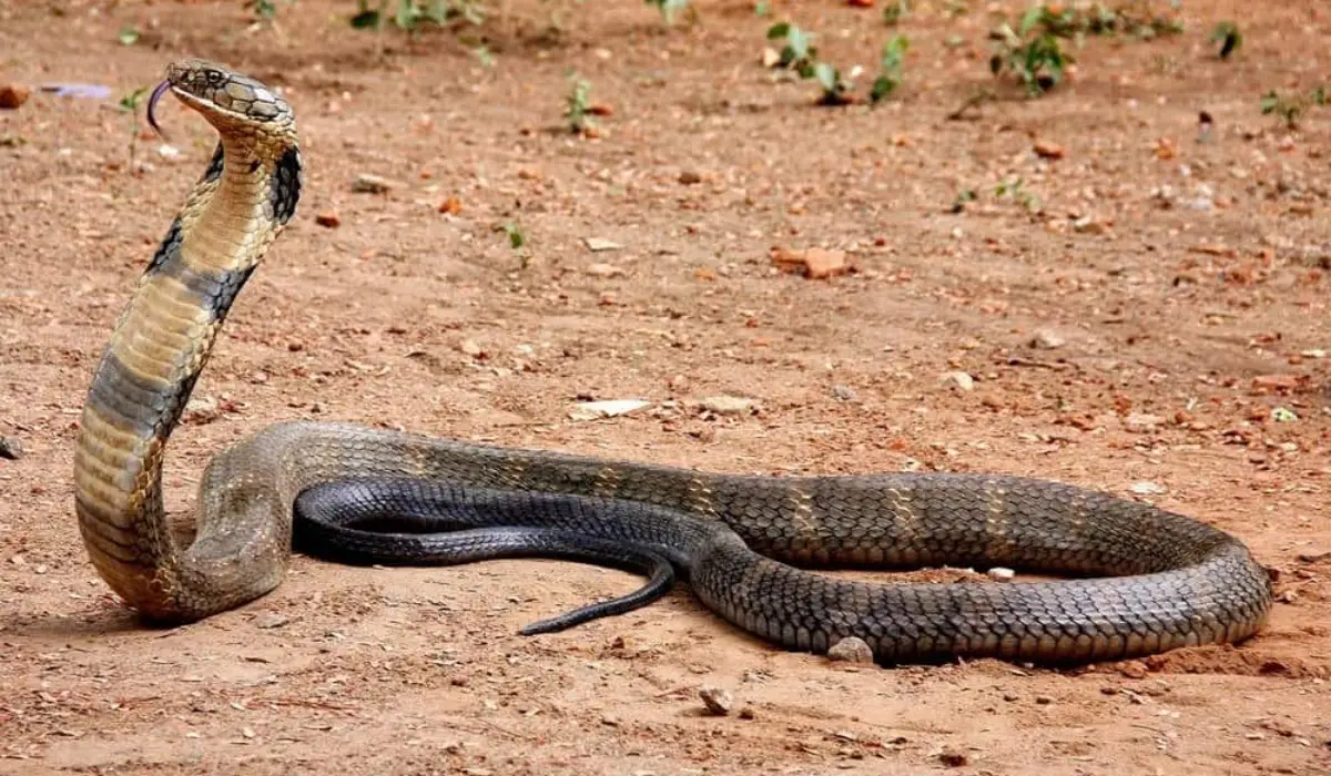 King Cobra Facts