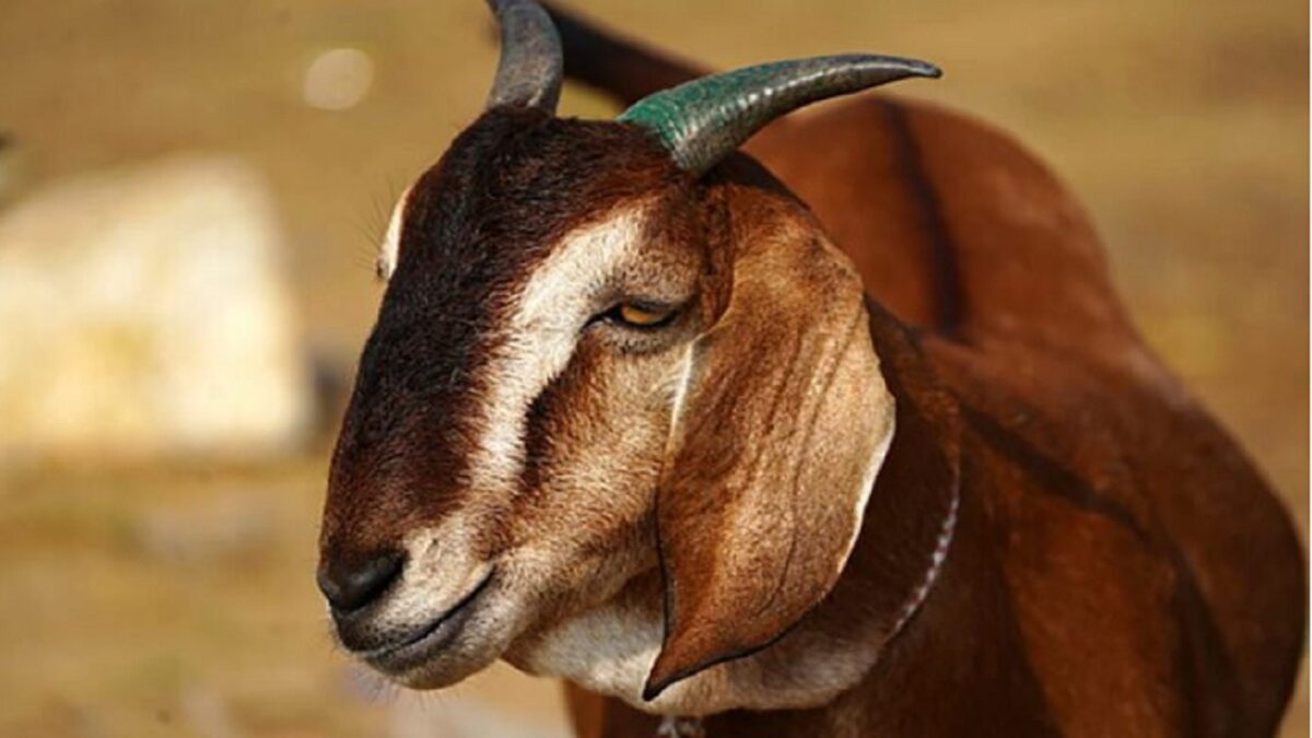 Sonpari goat