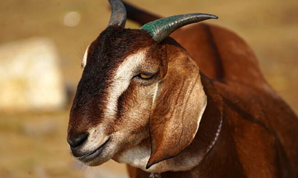 Sonpari goat