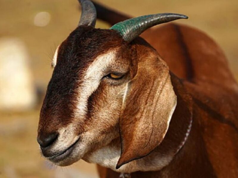 Sonpari goat