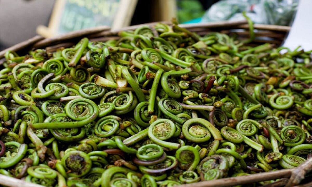 World's most powerful vegetable