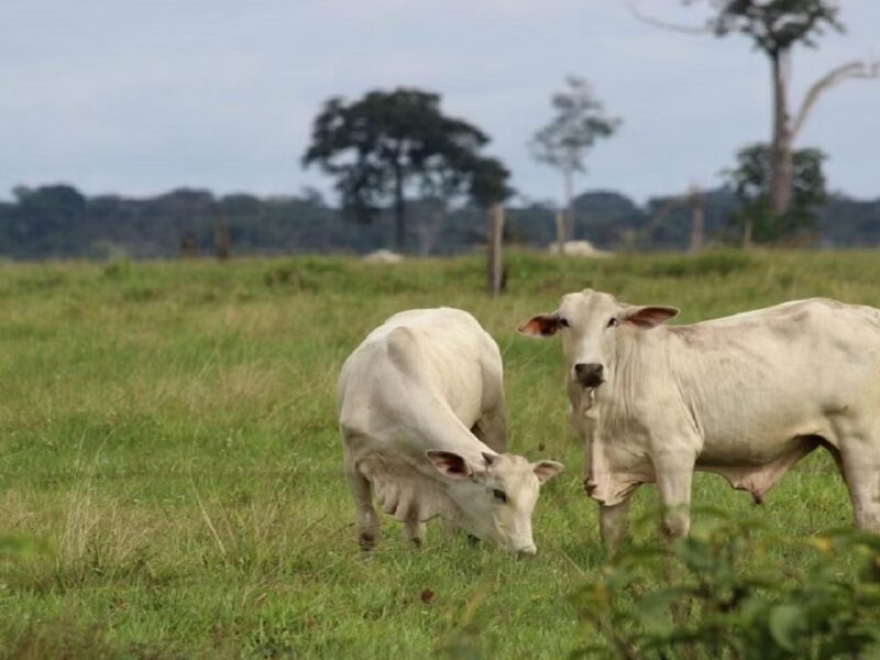 crop damage and wild animals