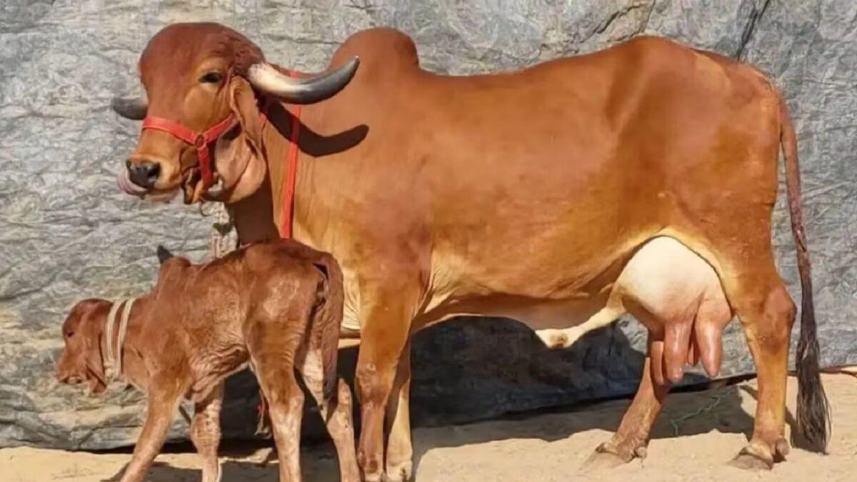gir breed cow