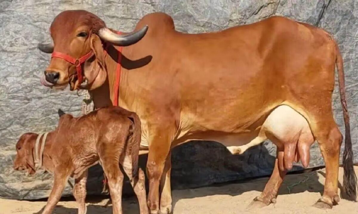 gir breed cow