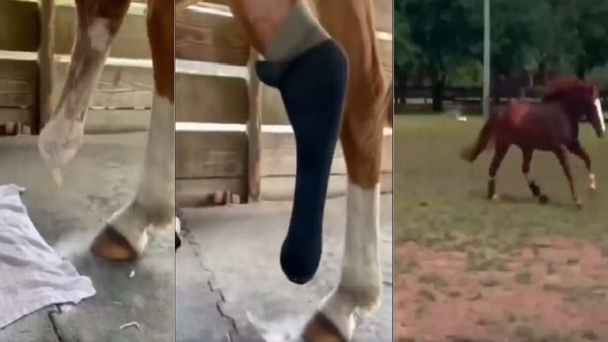horse viral video