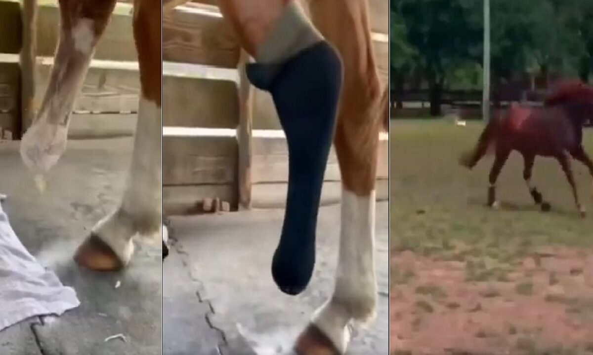 horse viral video