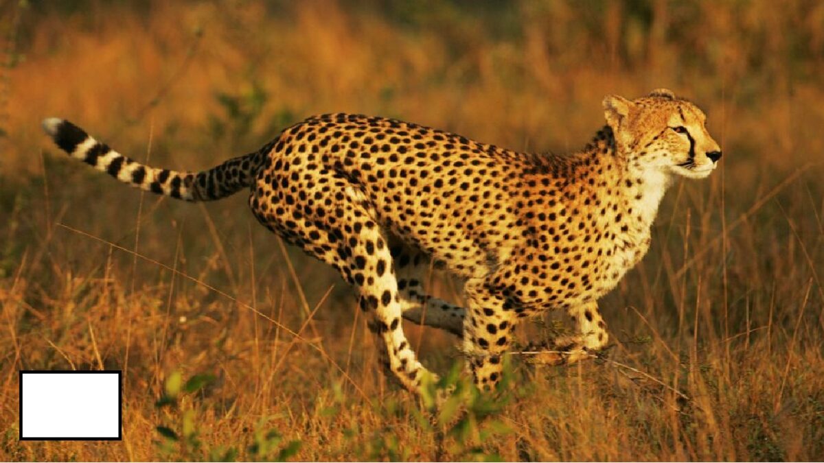 Why Cheetah Like Snake Hunting