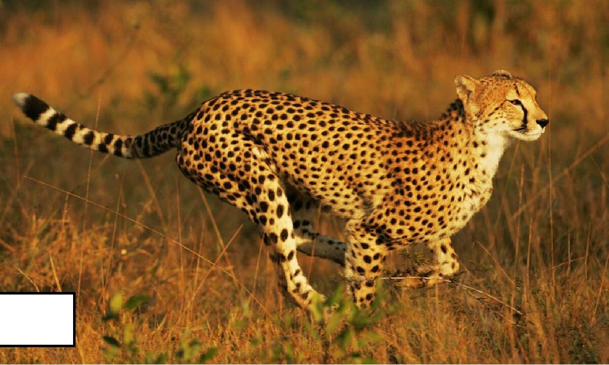Why Cheetah Like Snake Hunting