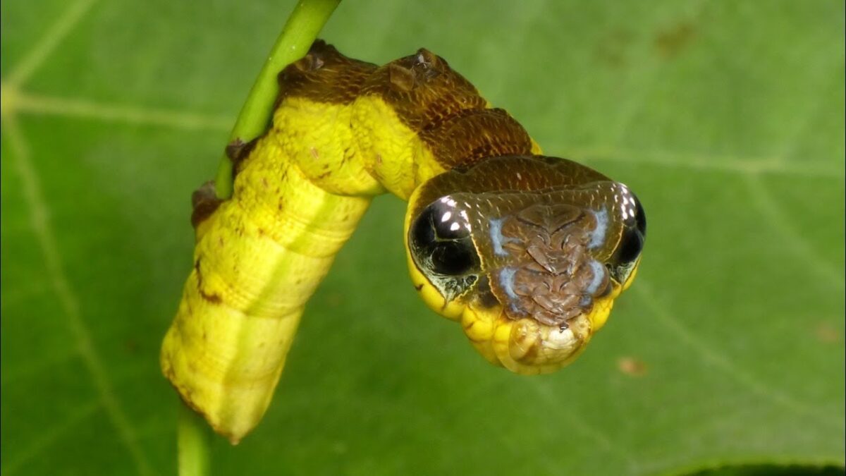 snake caterpillar