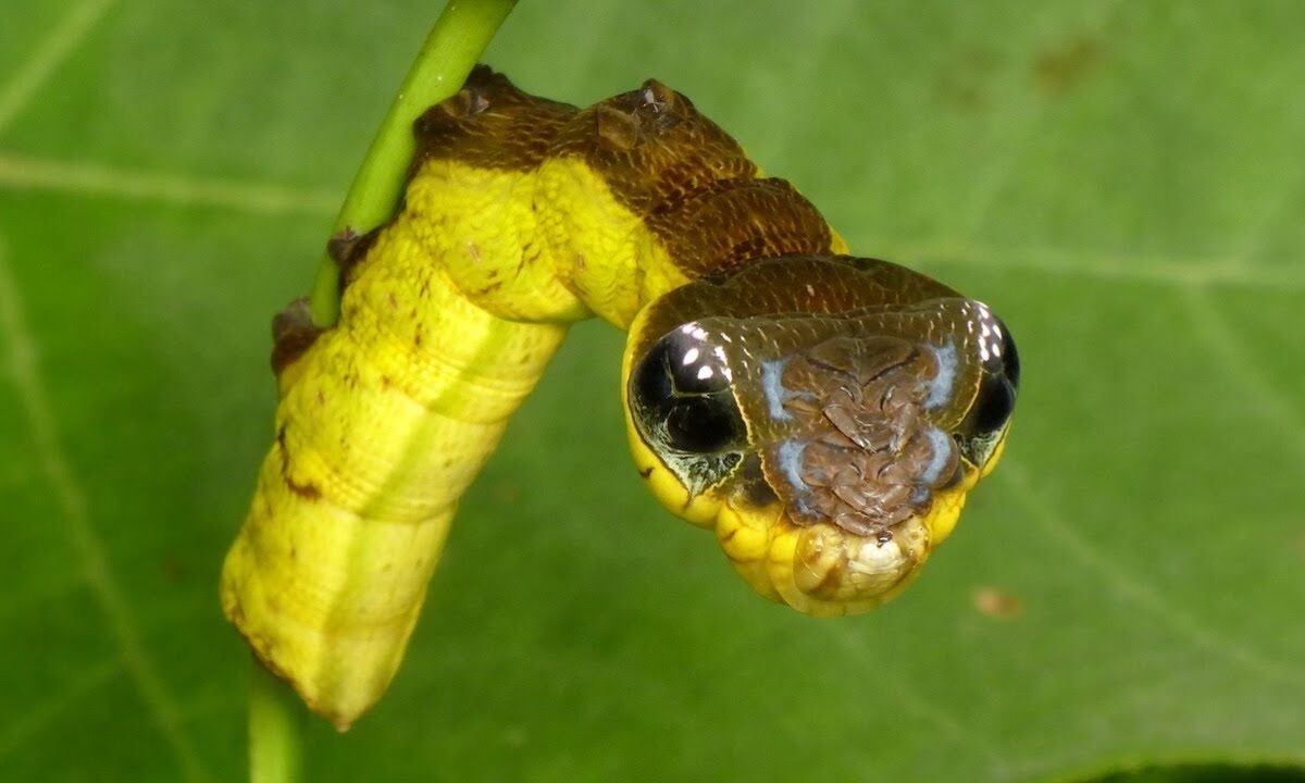 snake caterpillar