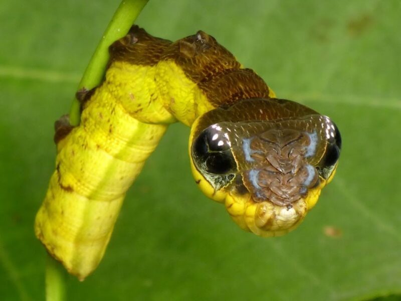 snake caterpillar