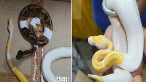 snakes in mumbai airport