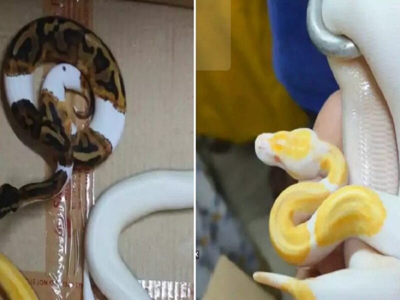 snakes in mumbai airport