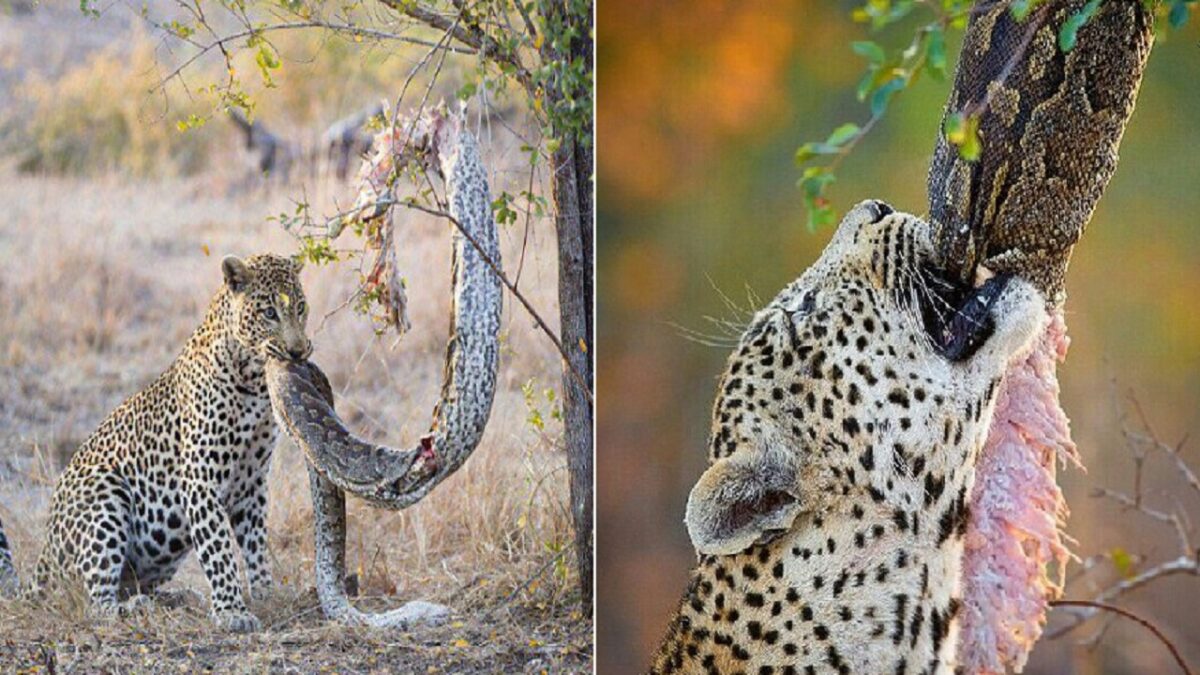 Cheetah hunts snake