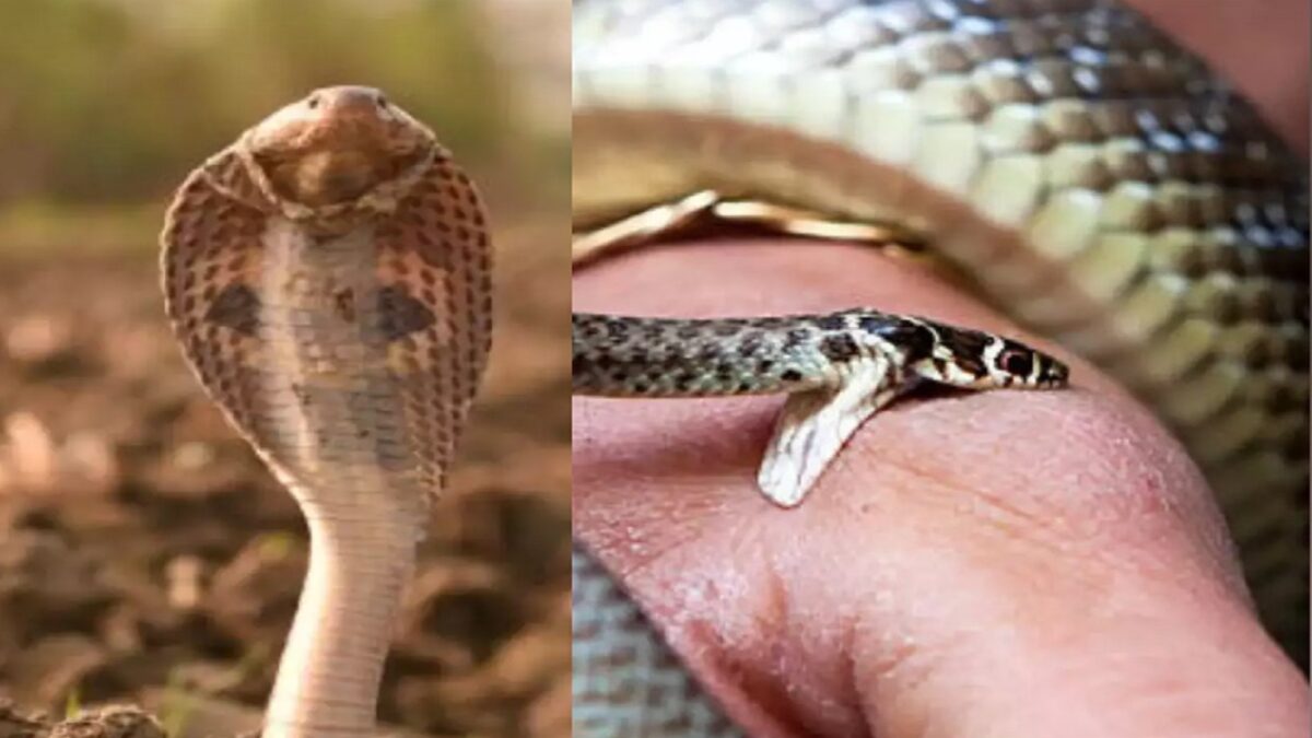 Snakes Biggest Myths