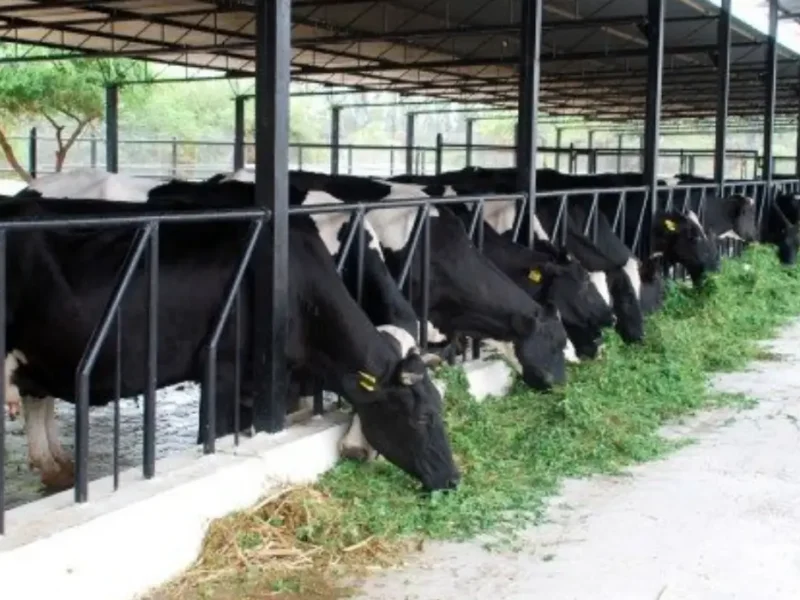 Cow Farming Business