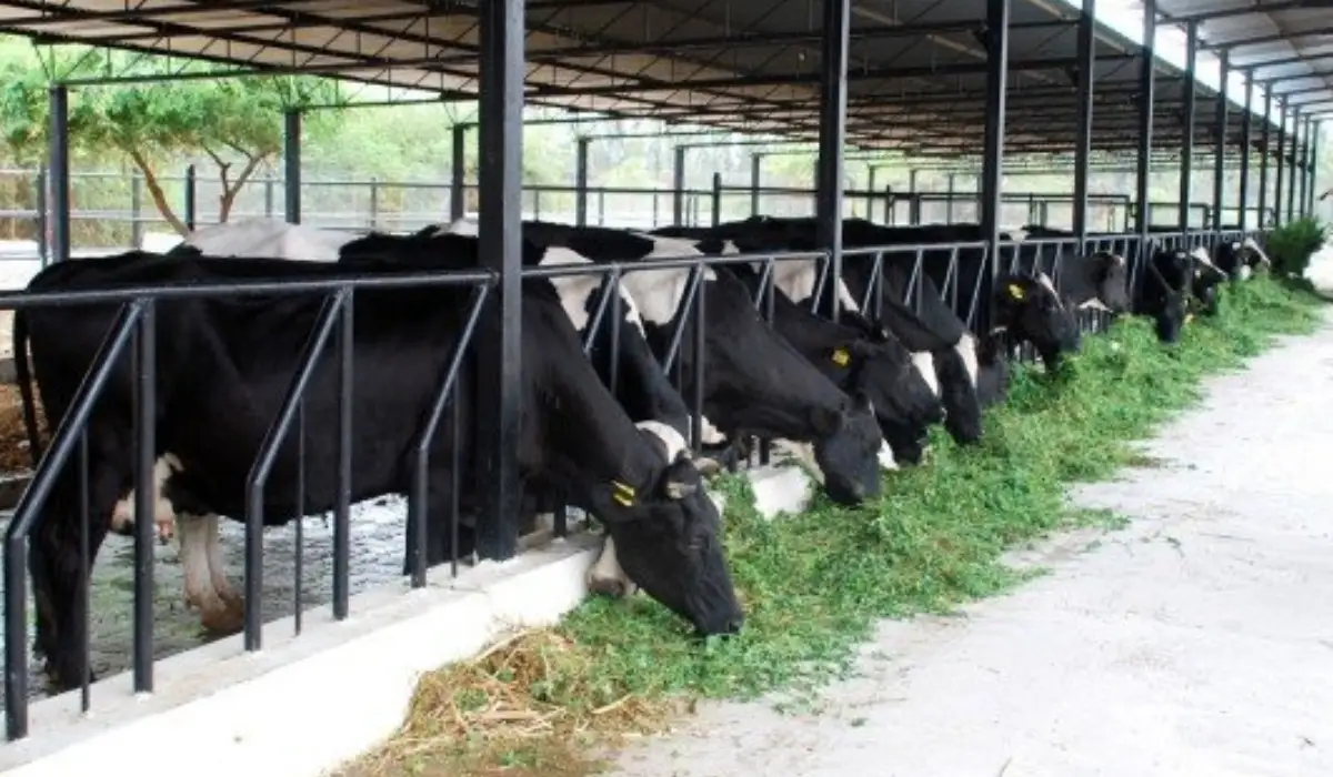 Cow Farming Business