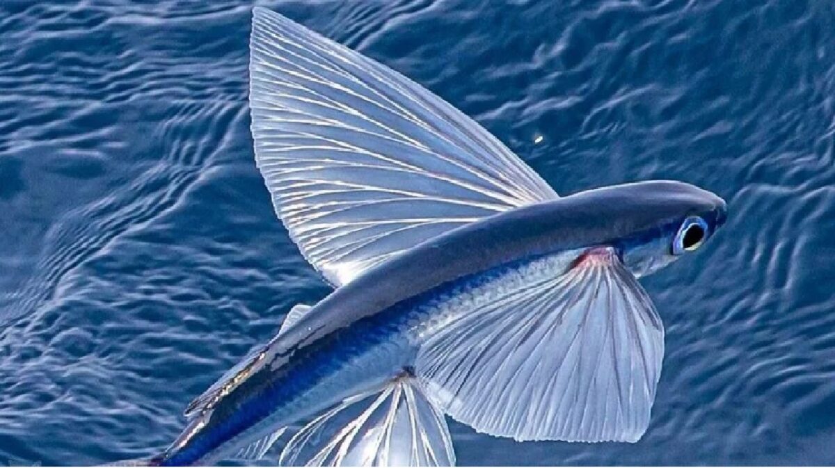 Flying fish