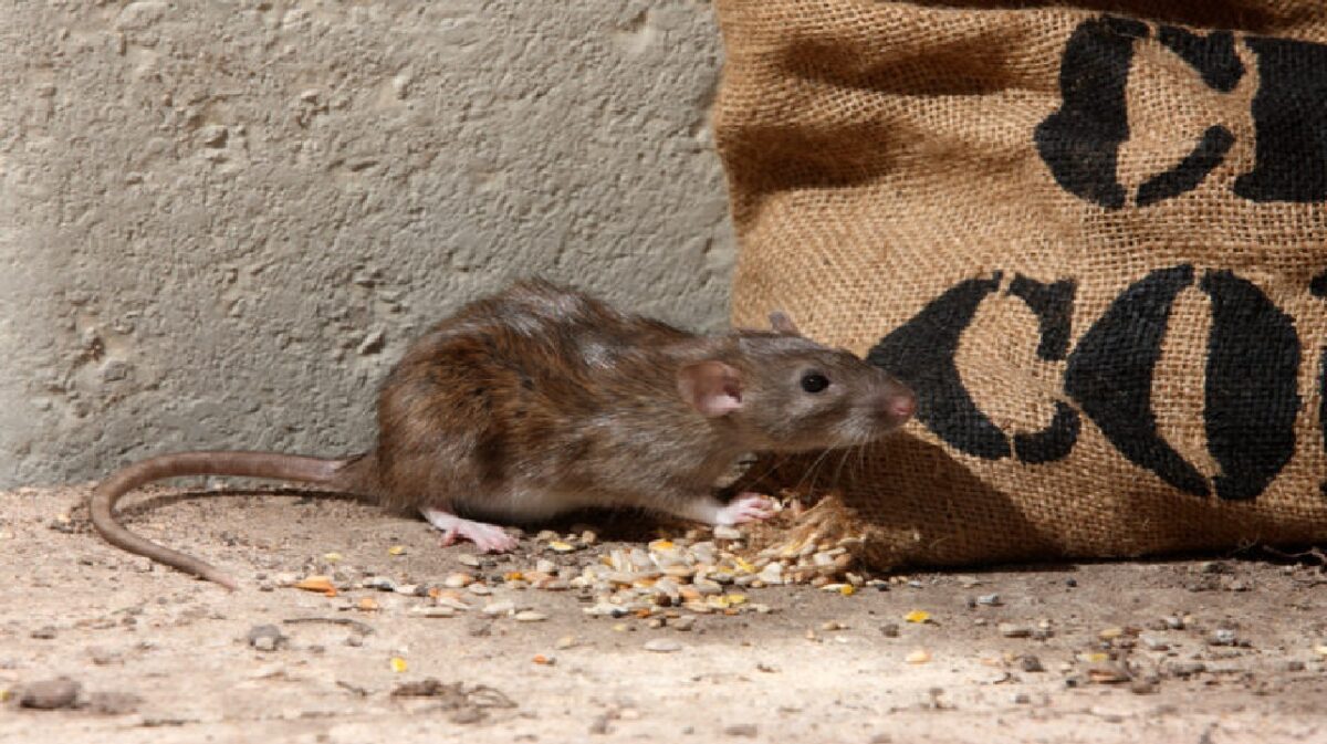 Get Rids Of Rat Without Killing Them